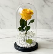 Rosa eterna amarilla vibrante dentro de un domo de cristal, con base negra, rodeada de pequeñas piedras blancas y follaje ver
