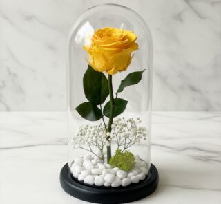 Rosa eterna amarilla vibrante dentro de un domo de cristal, con base negra, rodeada de pequeñas piedras blancas y follaje ver