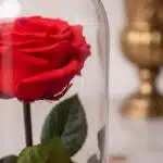 Primer plano de una rosa roja preservada dentro de una cúpula de cristal, con detalles de rocío y textura hiperrealista.