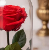 Primer plano de una rosa roja preservada dentro de una cúpula de cristal, con detalles de rocío y textura hiperrealista.