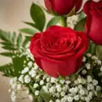 Primer plano extremo de un solitario de rosas rojas con gotas de rocío, follaje verde y pequeñas flores blancas, destacando l