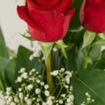 Primer plano extremo de un Solitario con Rosas Marilyn, mostrando pétalos rojos con gotas de rocío, hojas verdes y pequeñas f