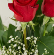 Primer plano extremo de un Solitario con Rosas Marilyn, mostrando pétalos rojos con gotas de rocío, hojas verdes y pequeñas f