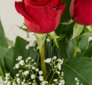 Primer plano extremo de un Solitario con Rosas Marilyn, mostrando pétalos rojos con gotas de rocío, hojas verdes y pequeñas f