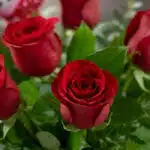 Primer plano extremo de un arreglo floral 'Solitario con Rosas Me Enamoras', mostrando rosas rojas vibrantes con gotas de roc